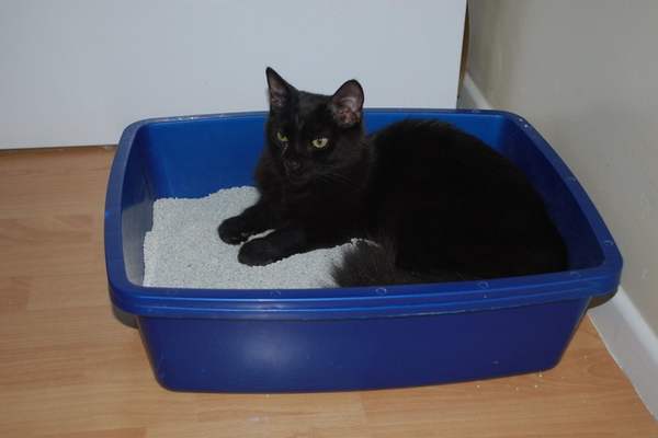 Black cat in the litter box