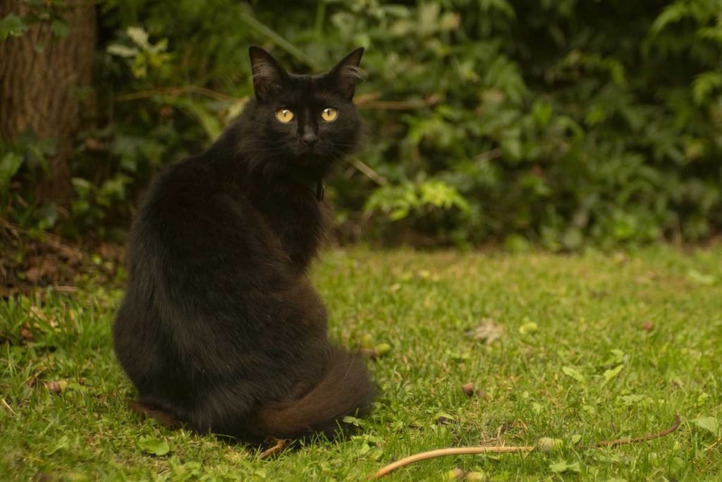 Why Is My Cat So Mean to Everyone but Me? Bela Pets