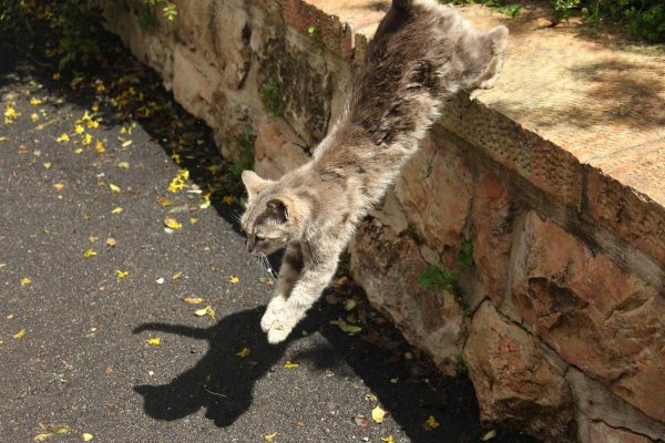 Cat actively jumping