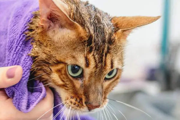 Cat after a bath