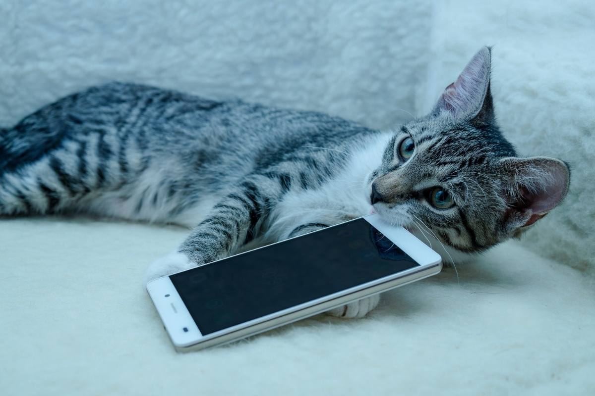 Cat biting the phone