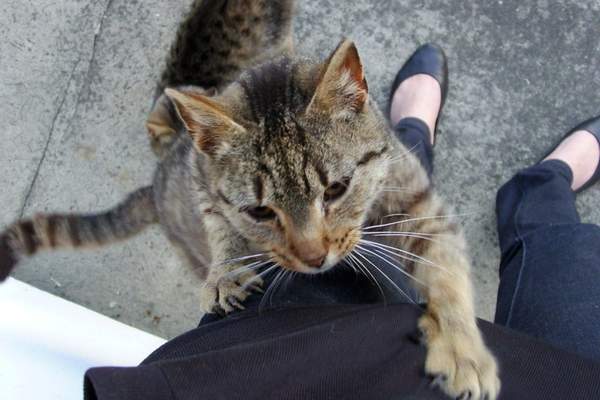 Cat climbing on a waman’s leg