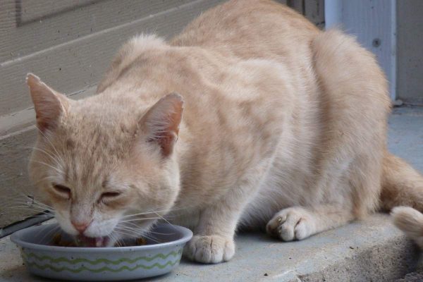 Cat eating in food bowl