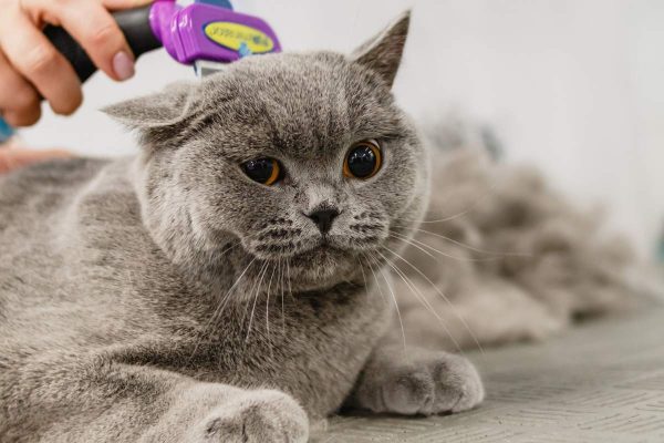 Cat grooming