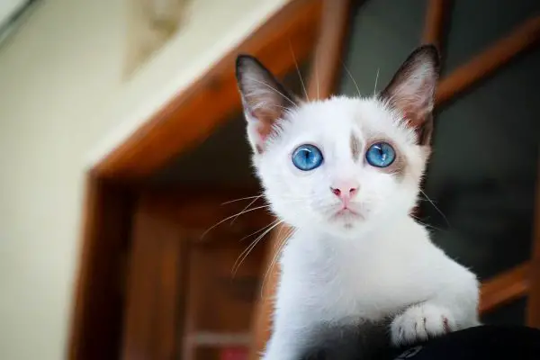 Cat in blue eyes