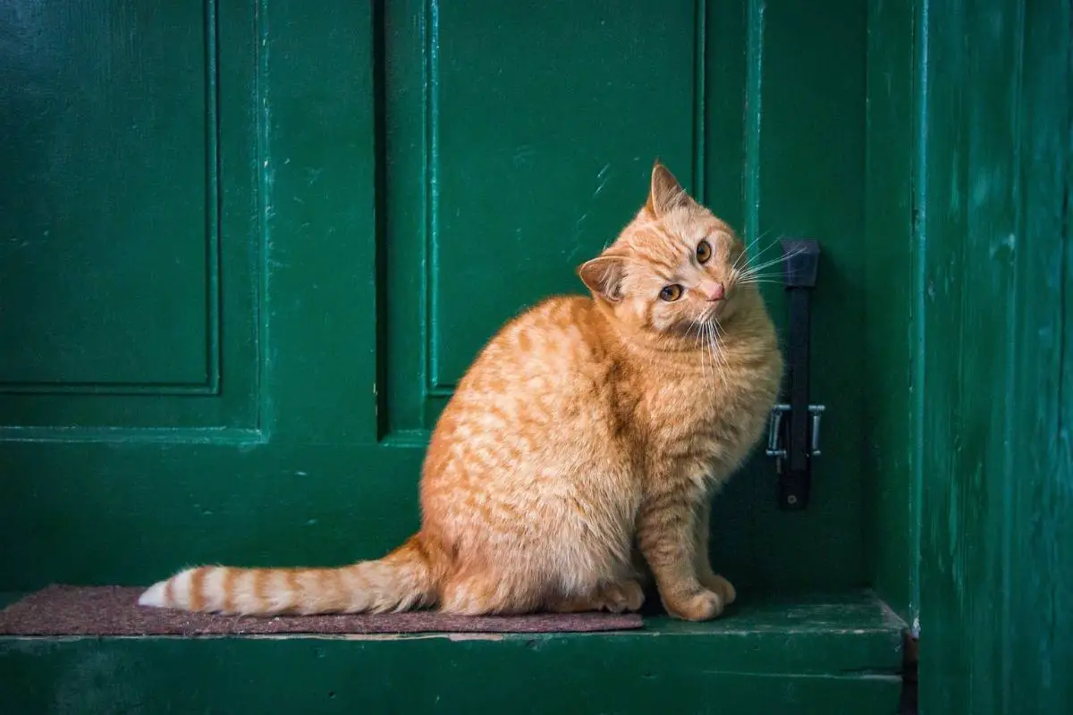 Cat in front door