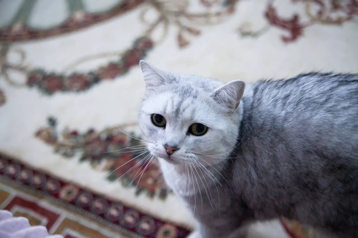 Cat in the carpet