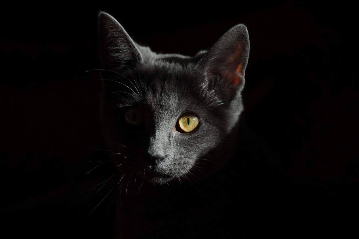 Cat in the dark