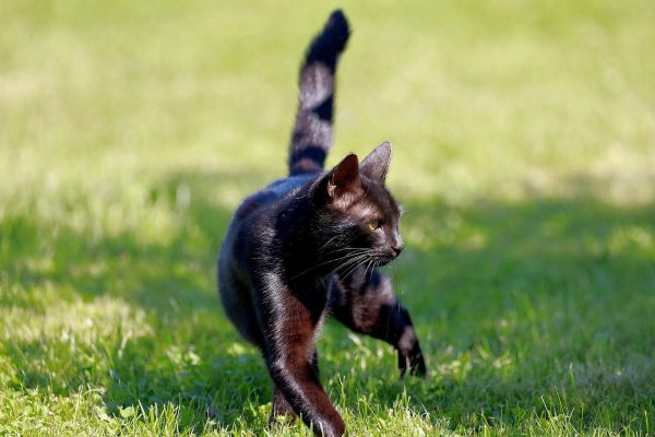 Cat in the garden