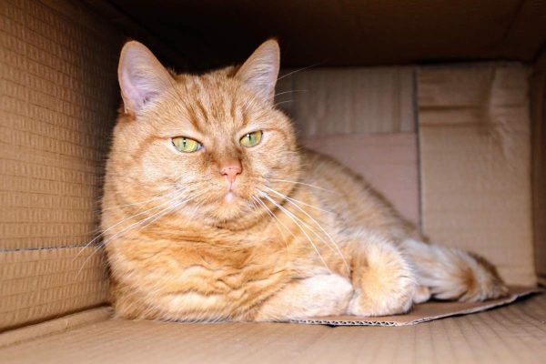Cat inside brown box