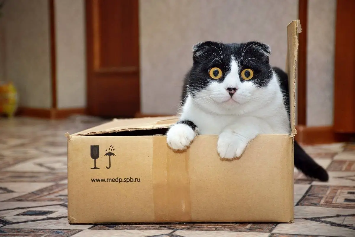 Cat inside the box