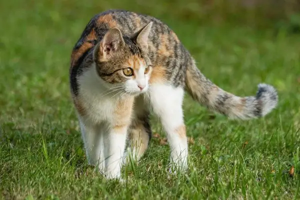 Cat looking in the backyard