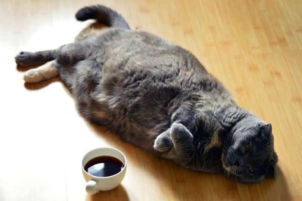 Cat lying on wooden floor