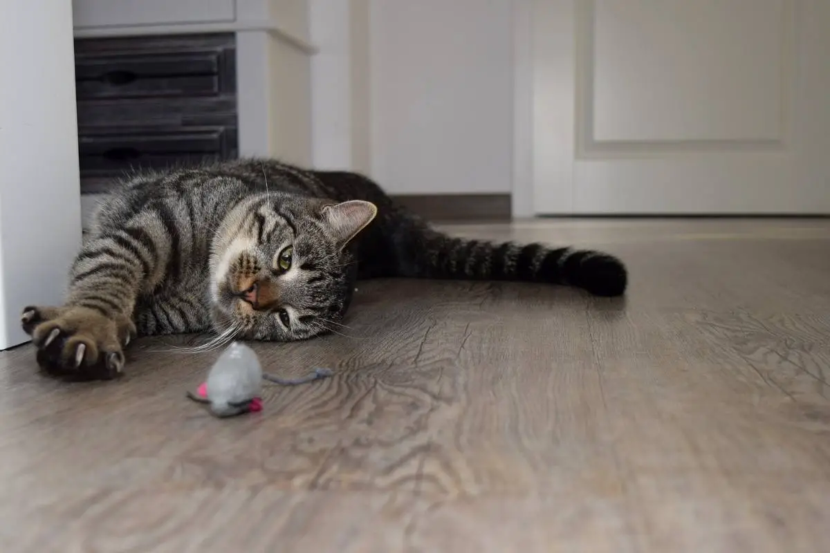 Cat playing a mouse toy