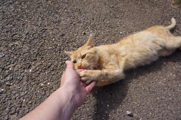 Cat playing with hand