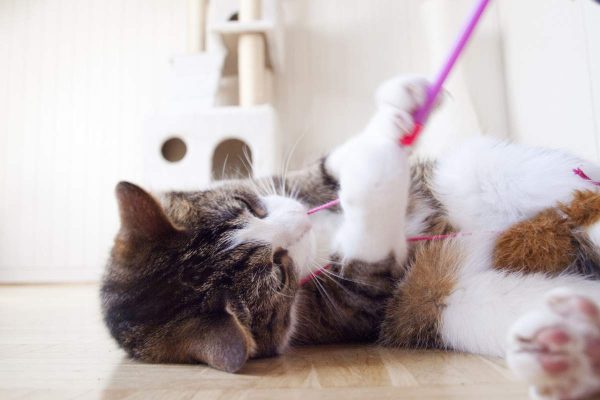 Cat playing with string