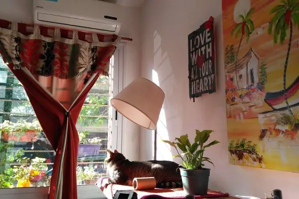 Cat resting on desk