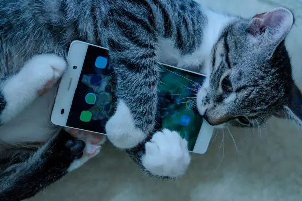 Cat seriously biting a phone