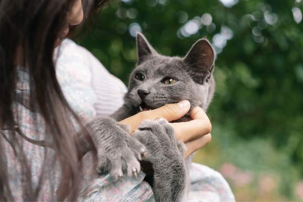 Cat showing its claws