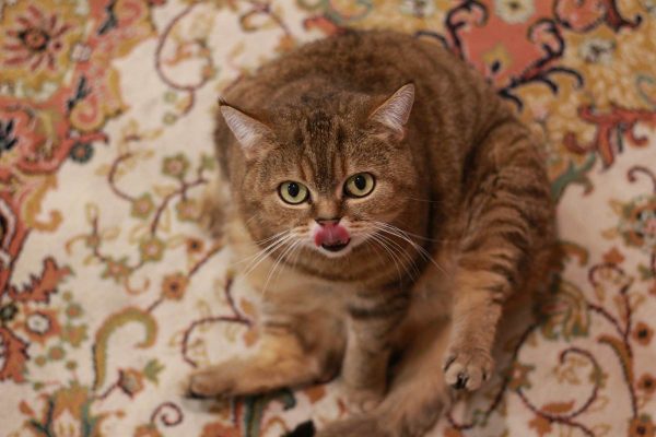 Cat sitting on carpet