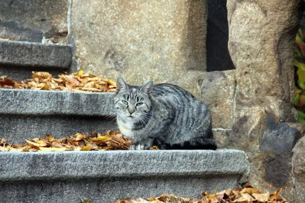 Cat sitting on stairs