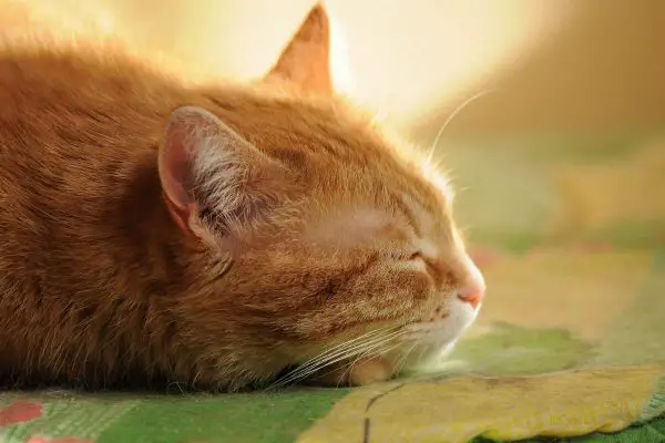 Cat sleeping in mat