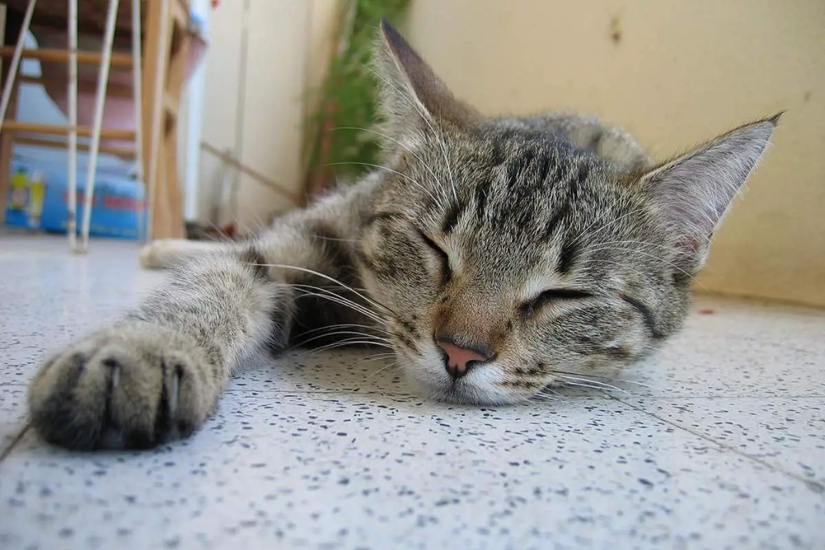 Cat sleeping on the floor