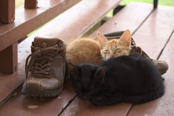 Cat sleeping with shoes