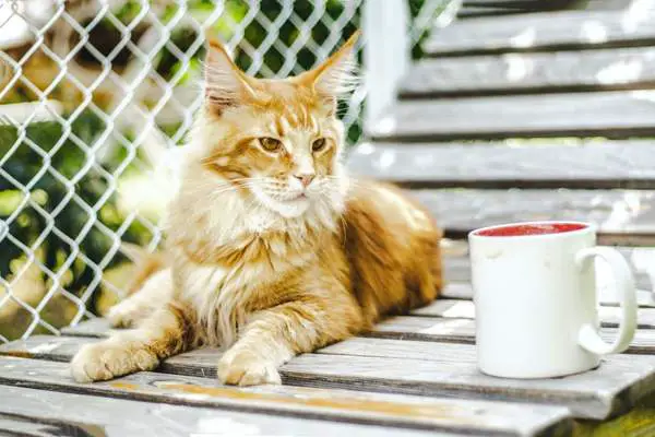 Cat staring on a cup
