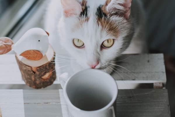 Cat touching a cup