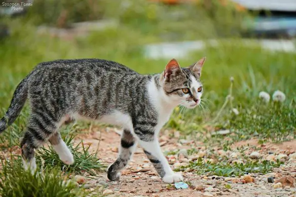 Cat with heart shaped balloons