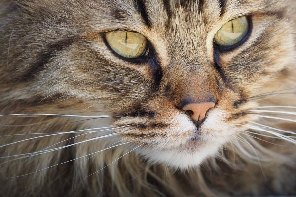 Closeup photo of tabby’s whisker