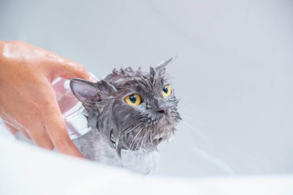 Cute cat taking a bath
