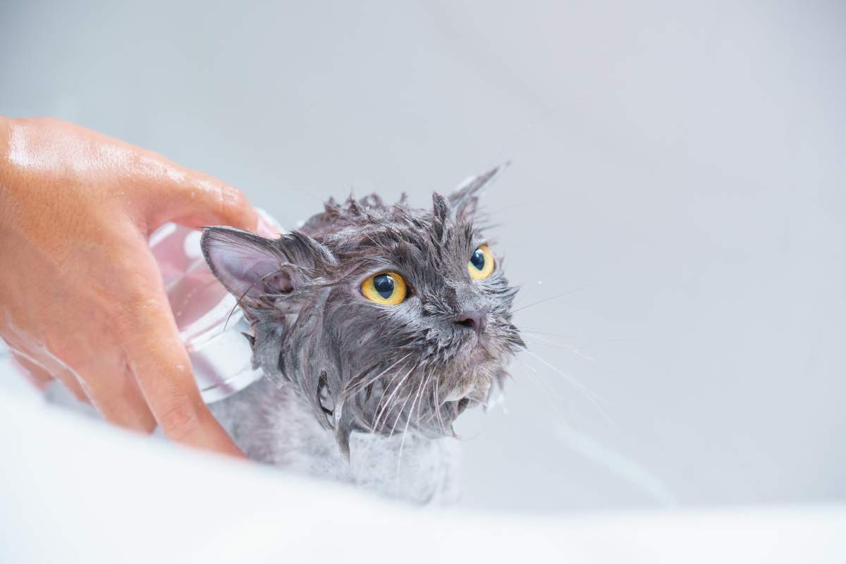 Will My Cat Hate Me if I Give Him a Bath? Bela Pets