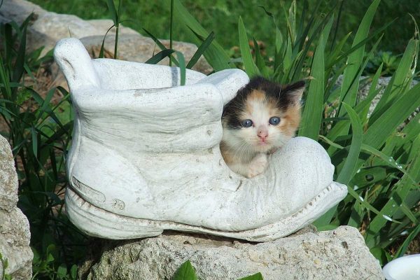 Kitten on shoe sculpture