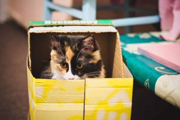 Lonely cat inside the box