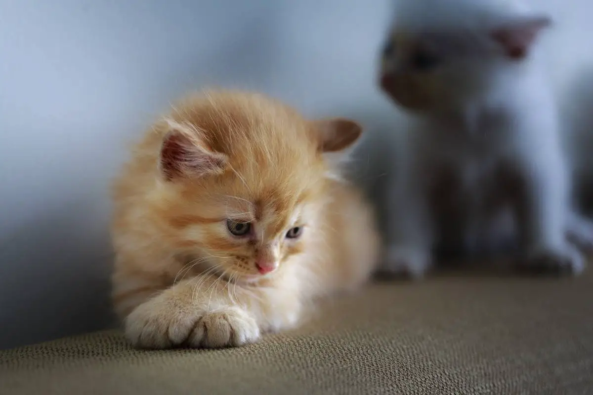 Sad cat in couch