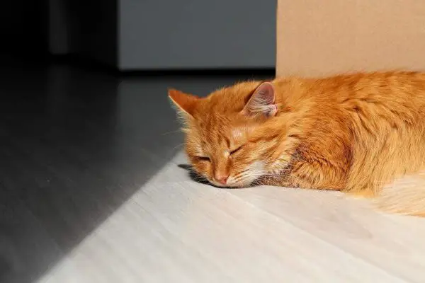 Sleeping cat on vinyl flooring