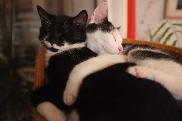 Two cats cuddling