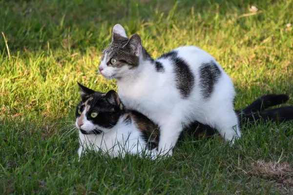 Two cats in the grass field