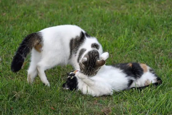 Two cats playing