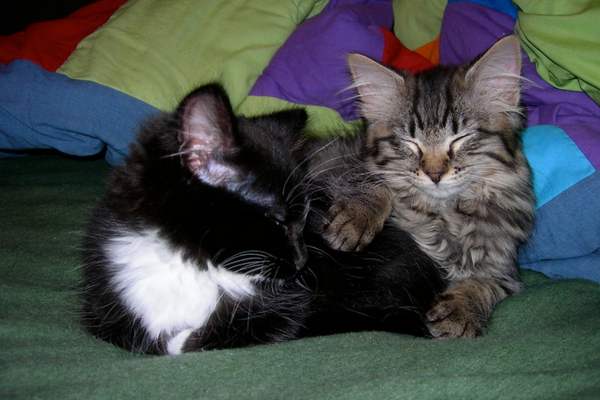 Two kittens cuddling