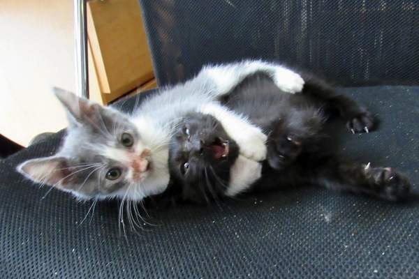 Two kittens fighting