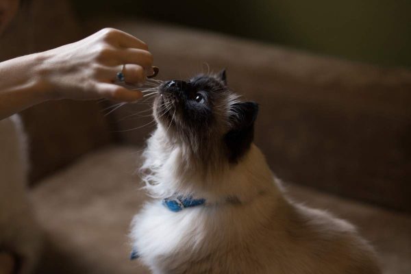 Woman feeding her cat