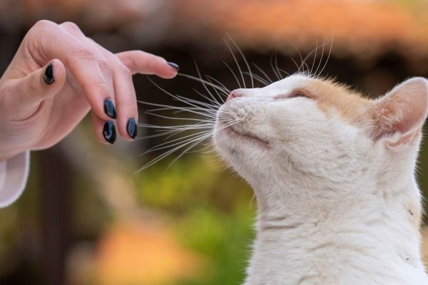 Woman hand touching the cat
