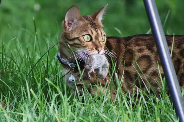 Bengal cat with mice