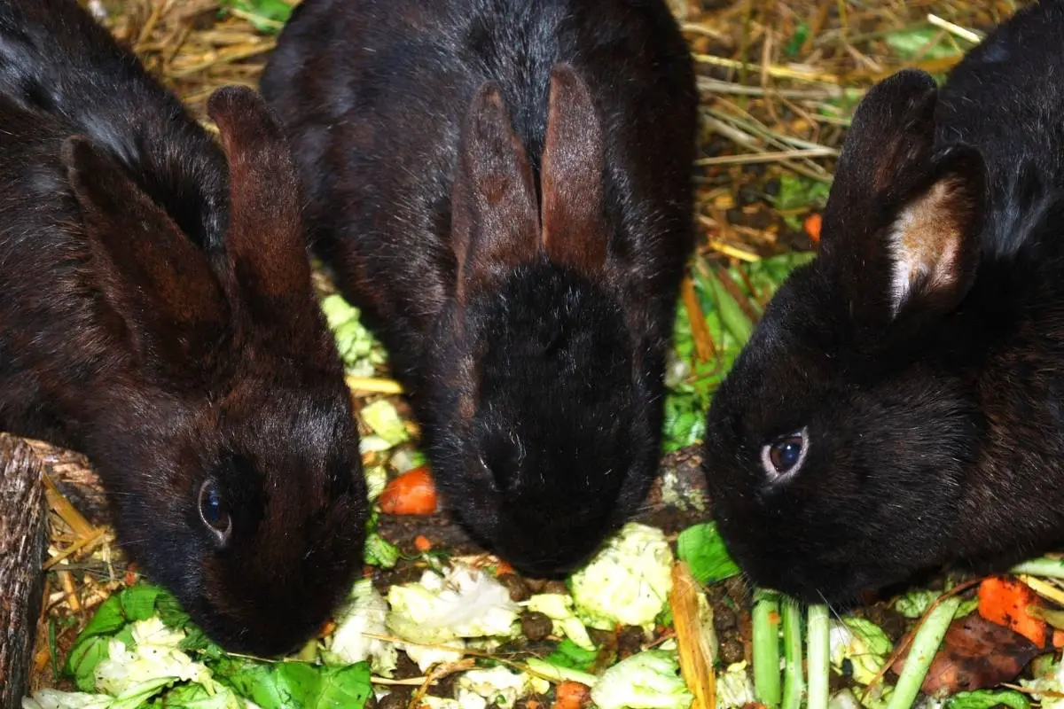 Black rabbit eating