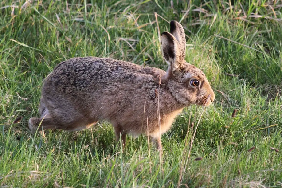 Brown rabbit on green grass