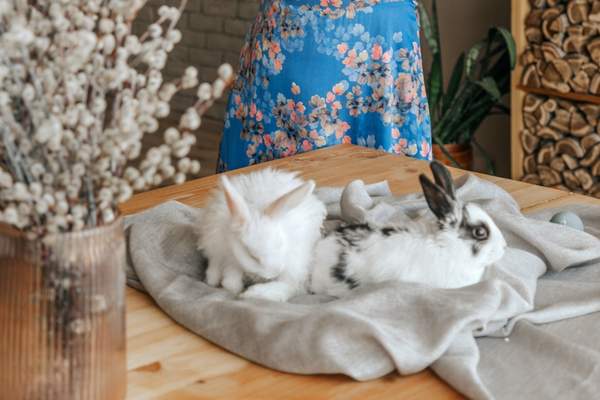 Bunnies on a soft cloth