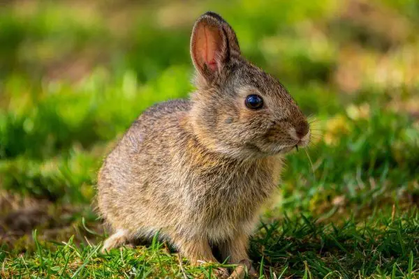 Bunny in the grass field